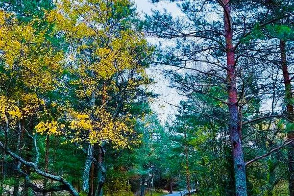 Куршская коса