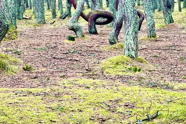 Куршская коса. Две жемчужины за 5 часов