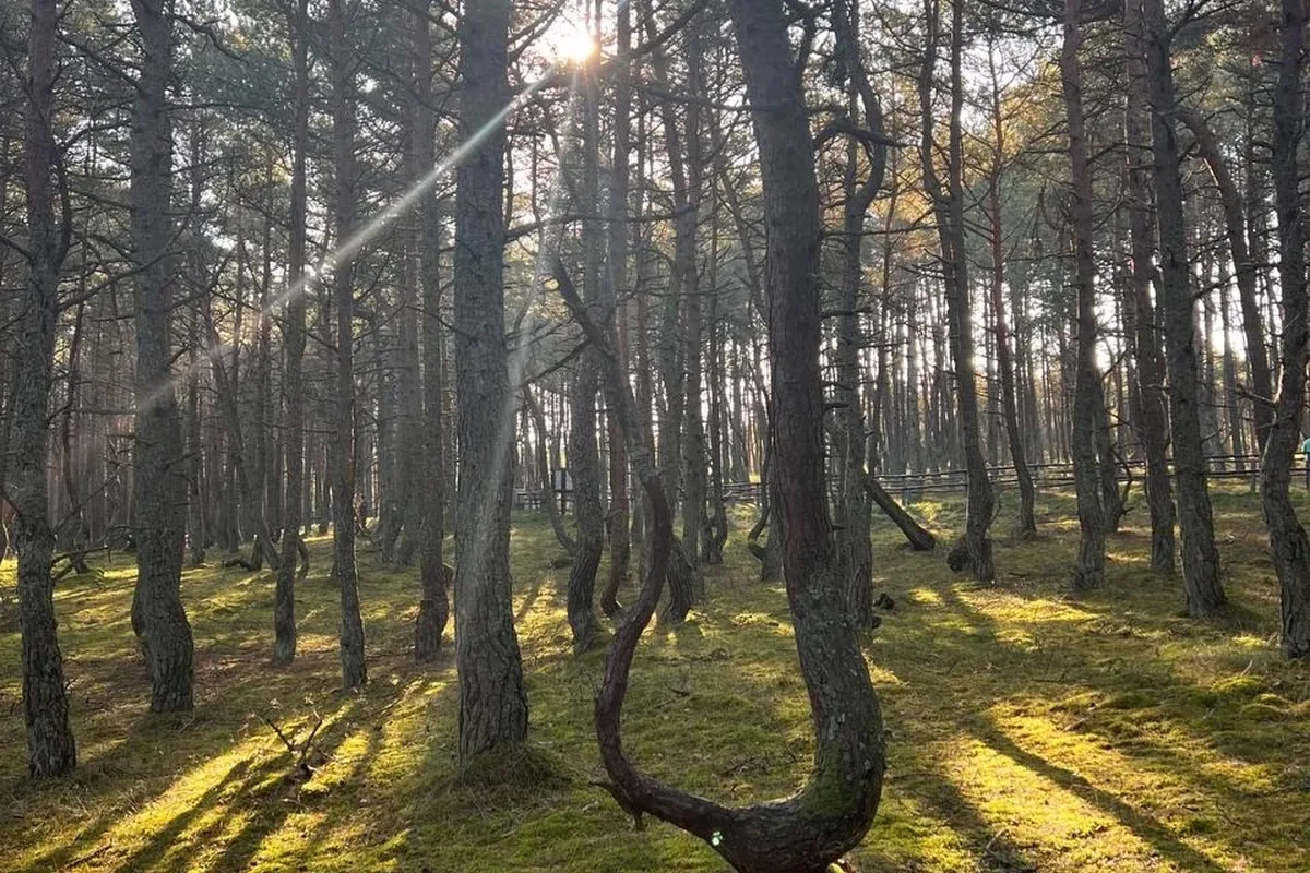 Индивидуальная экскурсия на Куршскую косу из Зеленоградска