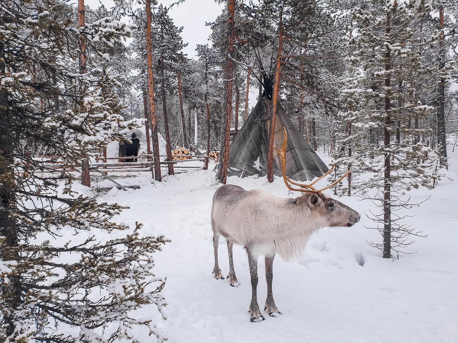 День 2. Путешествие к саамам и хаски — фото 5