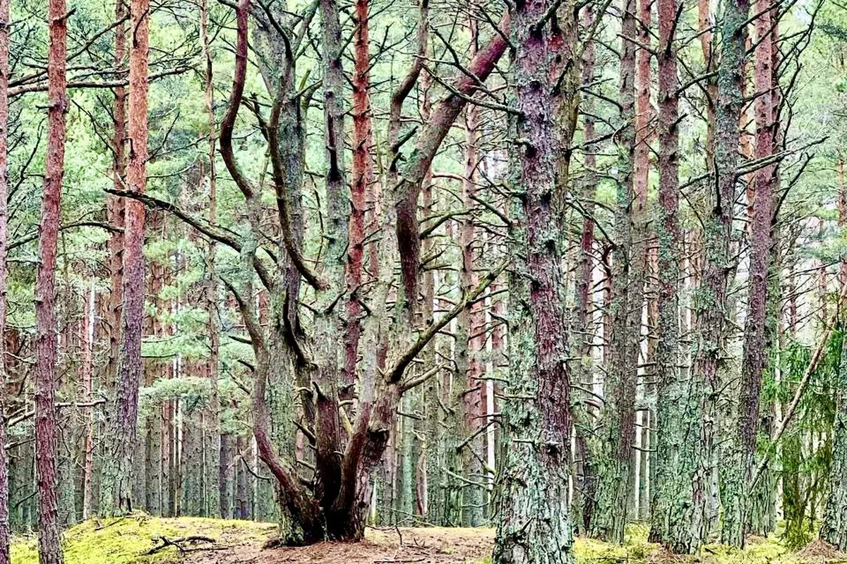 Куршская коса. Две жемчужины за 5 часов