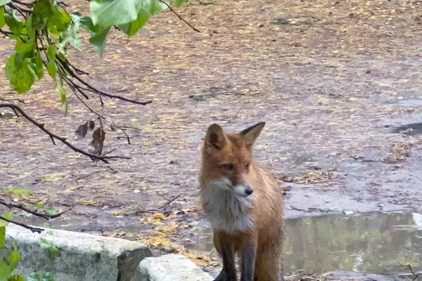 Индивидуальная экскурсия на Куршскую косу из Зеленоградска
