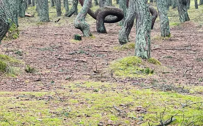 Куршская коса