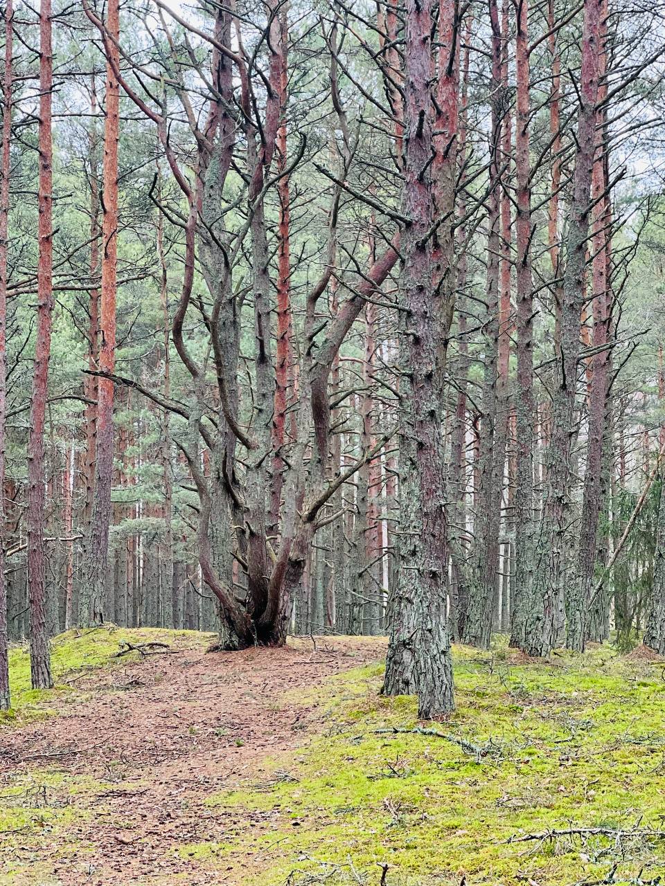 Куршская коса - 2